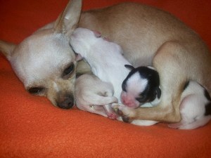 Daisy e i suoi cuccioli