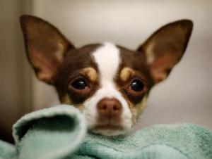 chihuahua_david-mcnewgetty-images